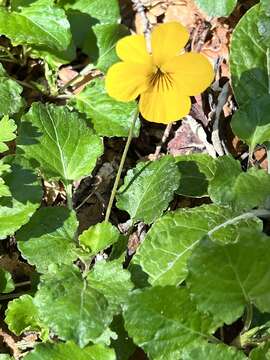 Image of Chilean yellow violet