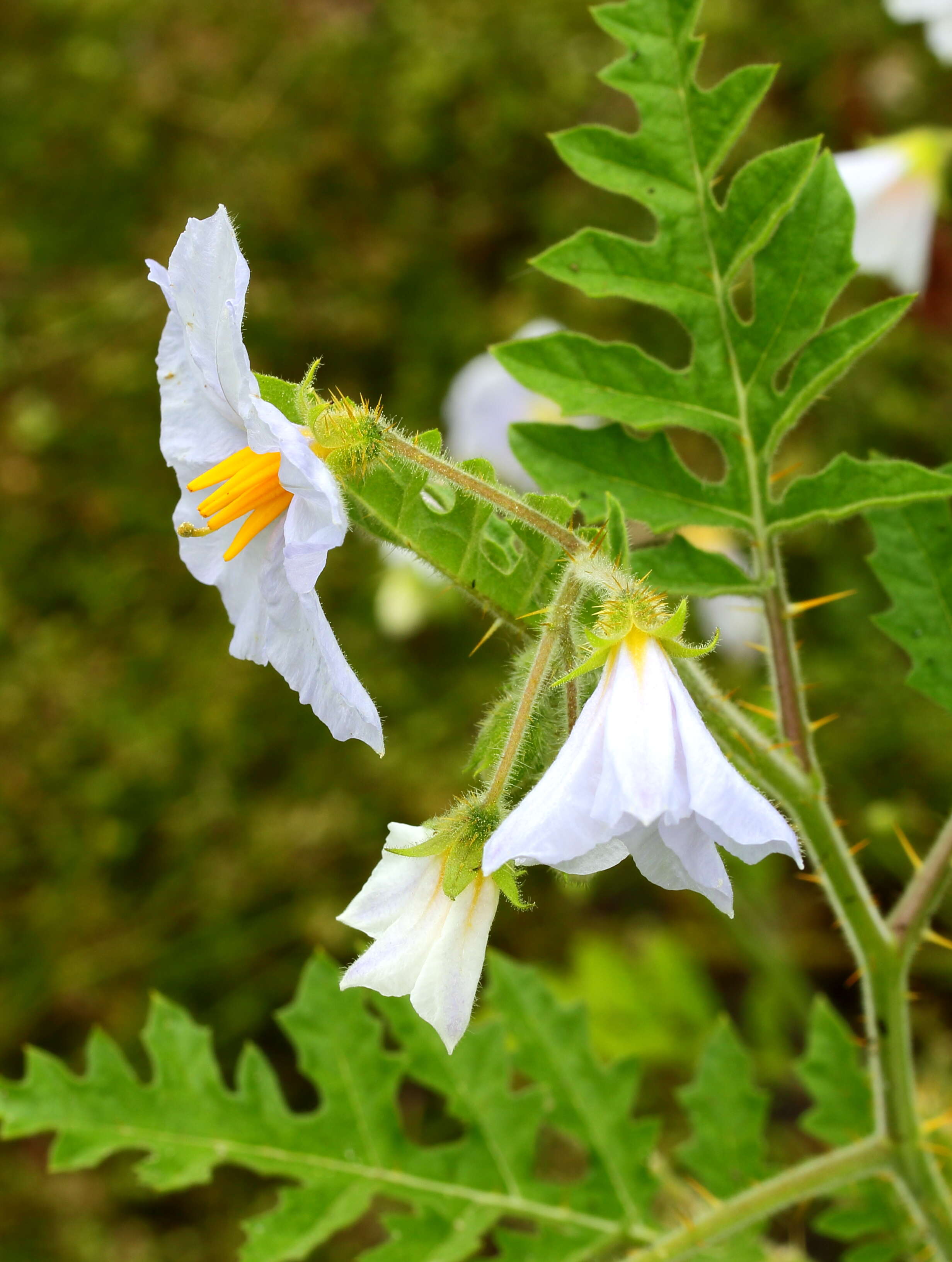 Plancia ëd Solanum sisymbriifolium Lam.