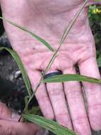 Imagem de Muhlenbergia tenuiflora (Willd.) Britton, Sterns & Poggenb.