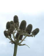 Imagem de Eryngium yuccifolium Michx.