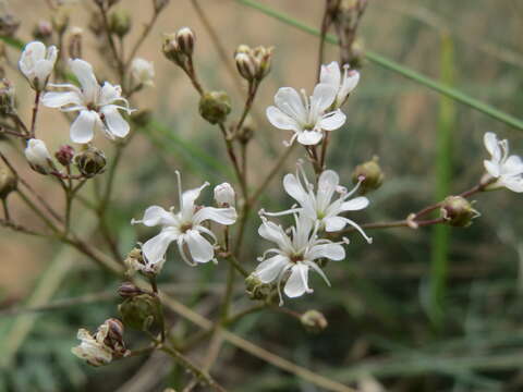 Image de Gypsophila fastigiata L.