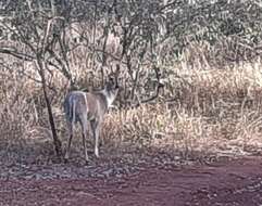 Image of Abundant Duiker