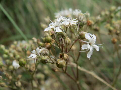 Image of Gypsophila fastigiata L.