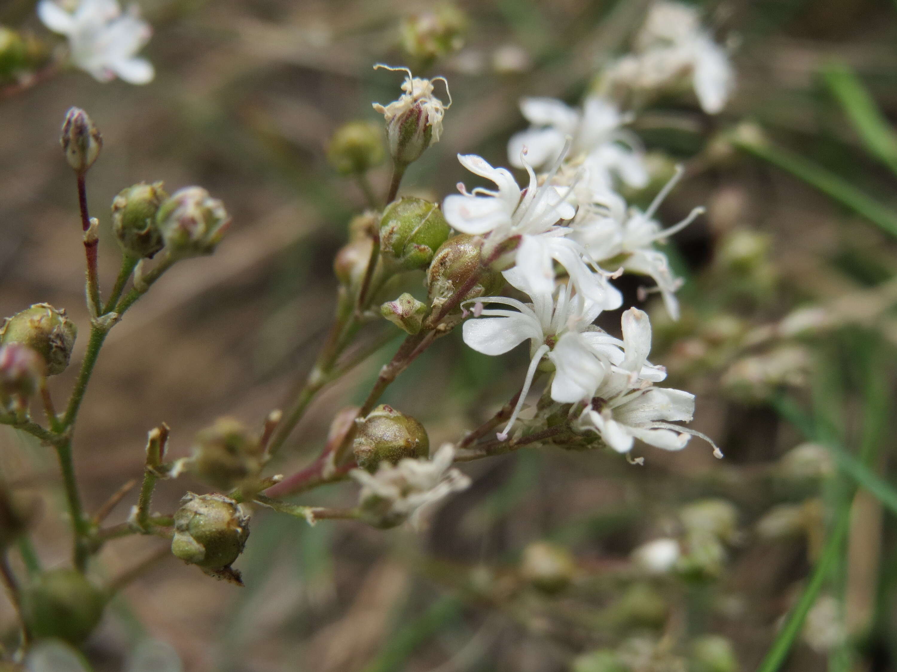 Image de Gypsophila fastigiata L.