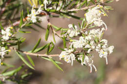 Image of Grevillea pilulifera (Lindl.) Druce