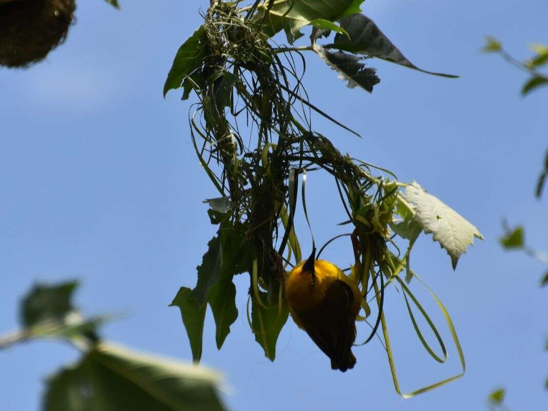 Image of Cape Weaver