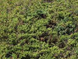 Imagem de Juniperus pseudosabina Fisch. & C. A. Mey.