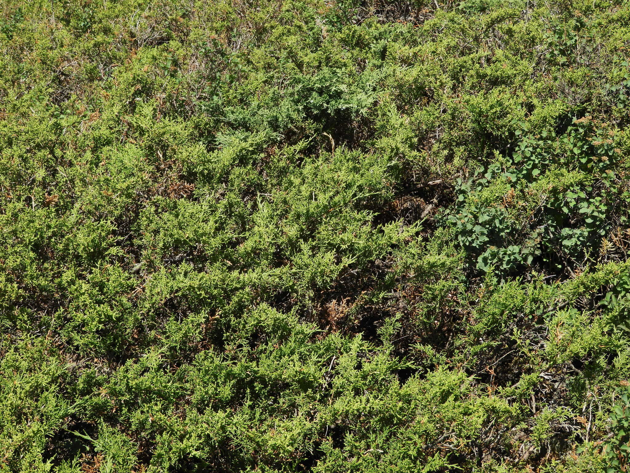 صورة Juniperus pseudosabina Fisch. & C. A. Mey.