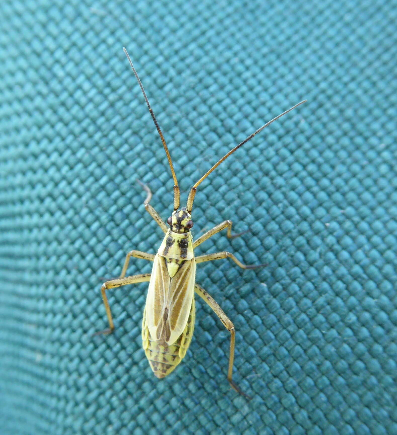 Image of Meadow Plant Bug