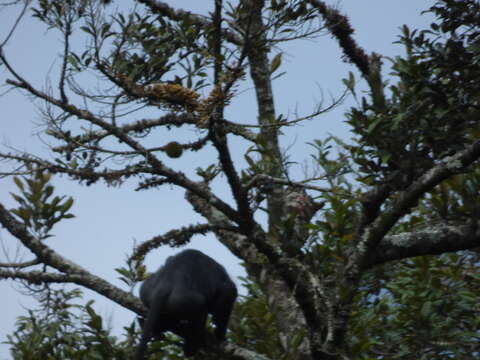 Image of Black Leaf Monkey