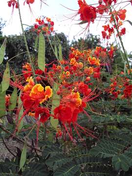 Image of Dwarf Poinciana