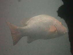 Image of Mangrove red snapper