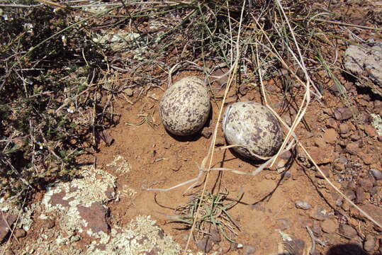 Image of Vanellus coronatus coronatus (Boddaert 1783)