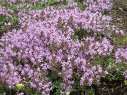 Слика од Thymus serpyllum L.