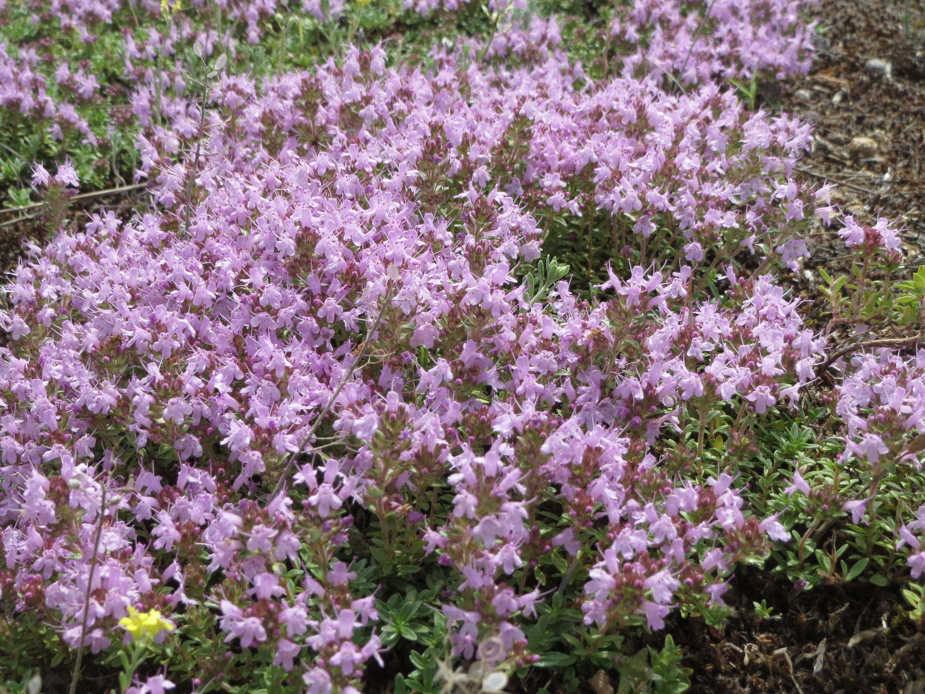 Image of breckland thyme