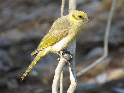 صورة Lichenostomus Cabanis 1851