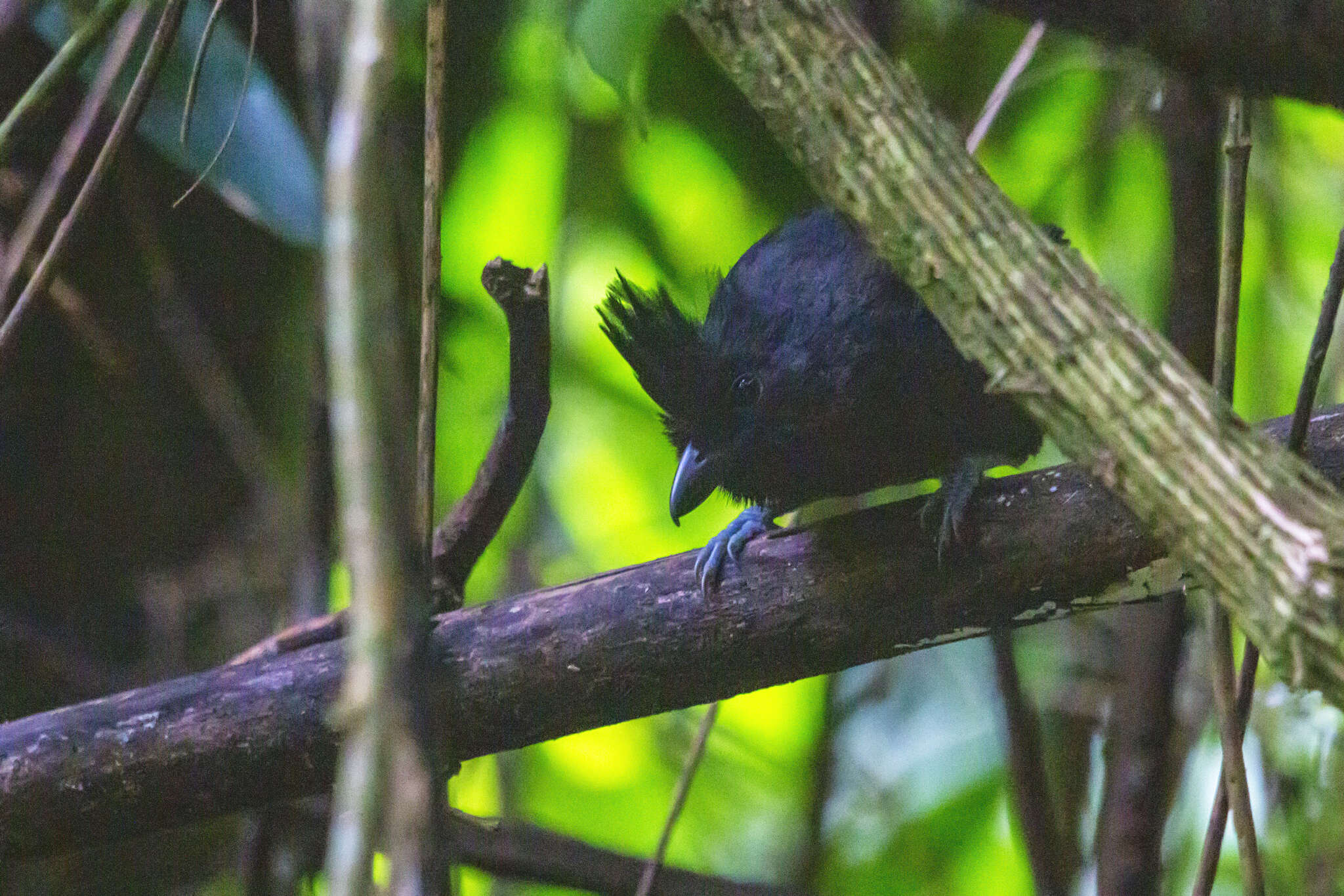 Image of Tufted Antshrike