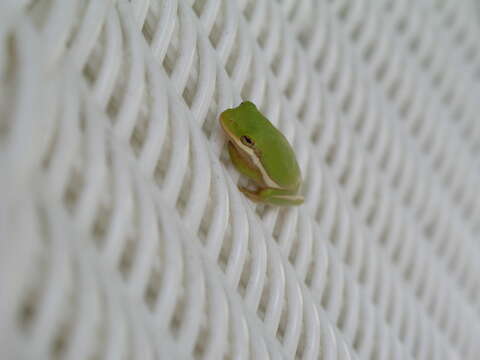 Image of American Green Treefrog