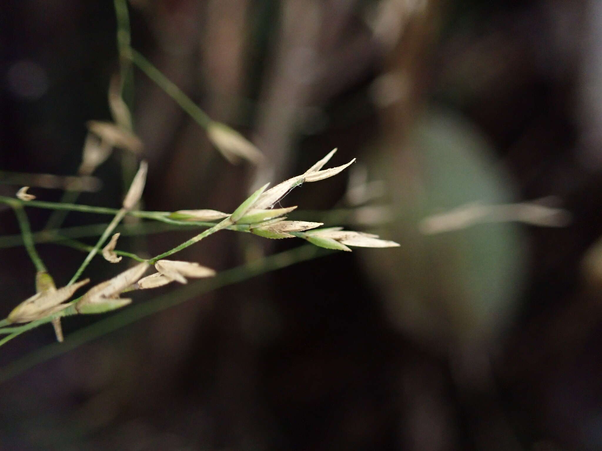 Image of Hawaii Blue Grass