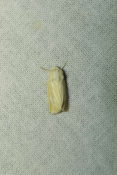 Image of Brighton Wainscot