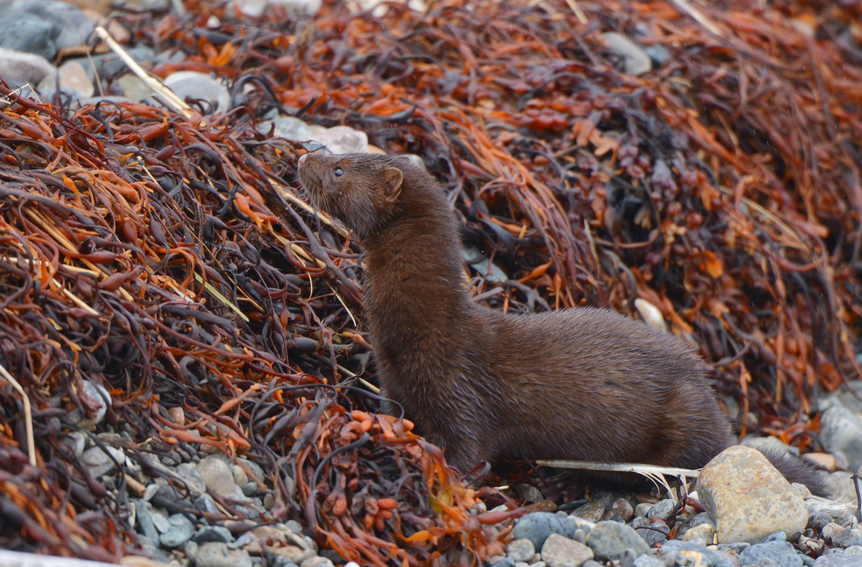 Image of American Mink