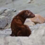 Image of American Mink