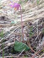 Image of fairy slipper