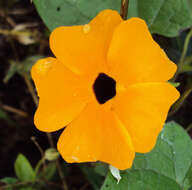 Image of blackeyed Susan vine