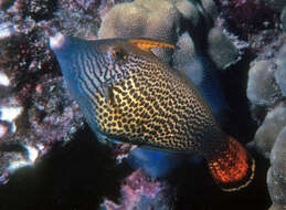 Image of Fantail filefish