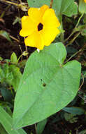 Image de Thunbergia alata Boj. ex Sims