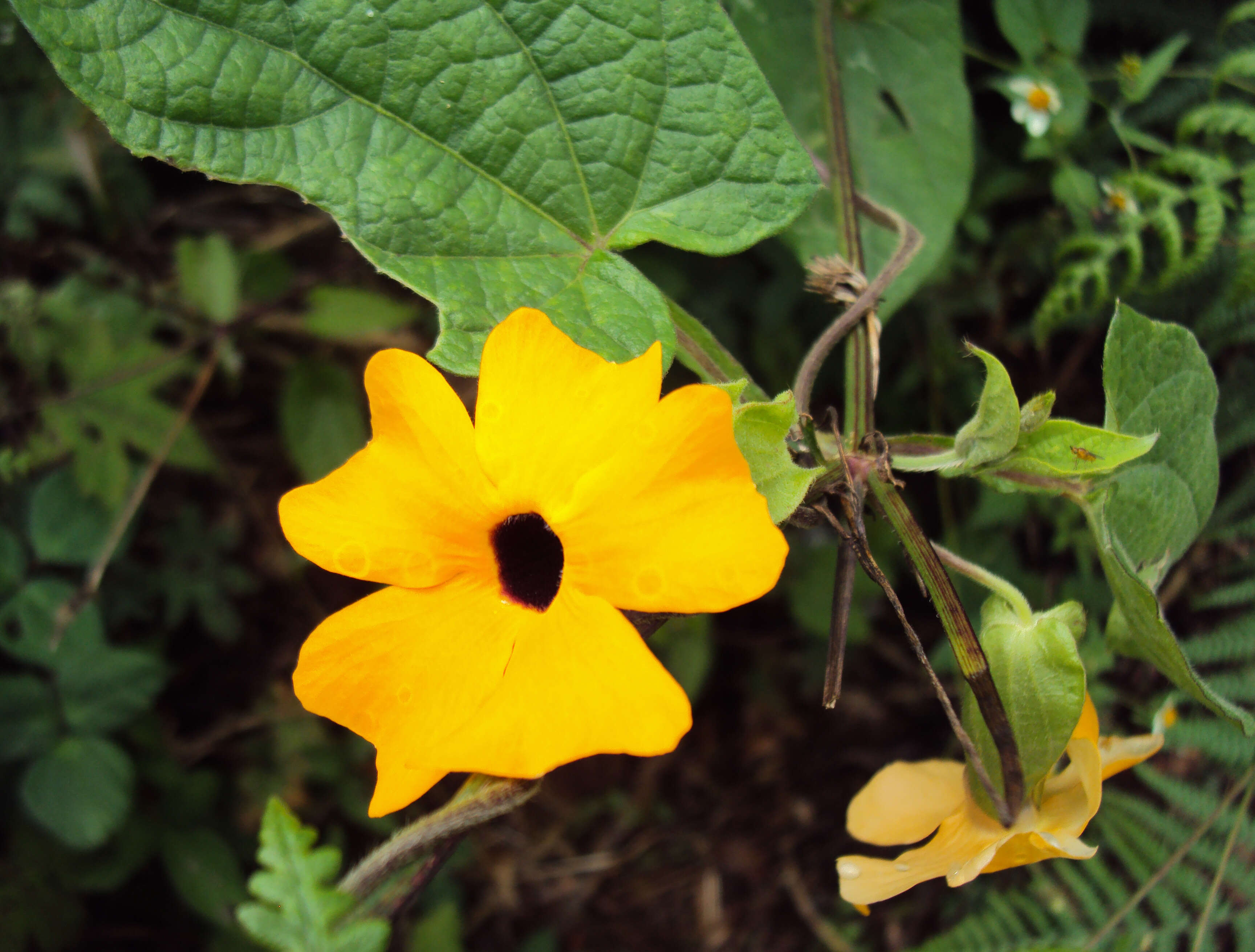 Image of blackeyed Susan vine