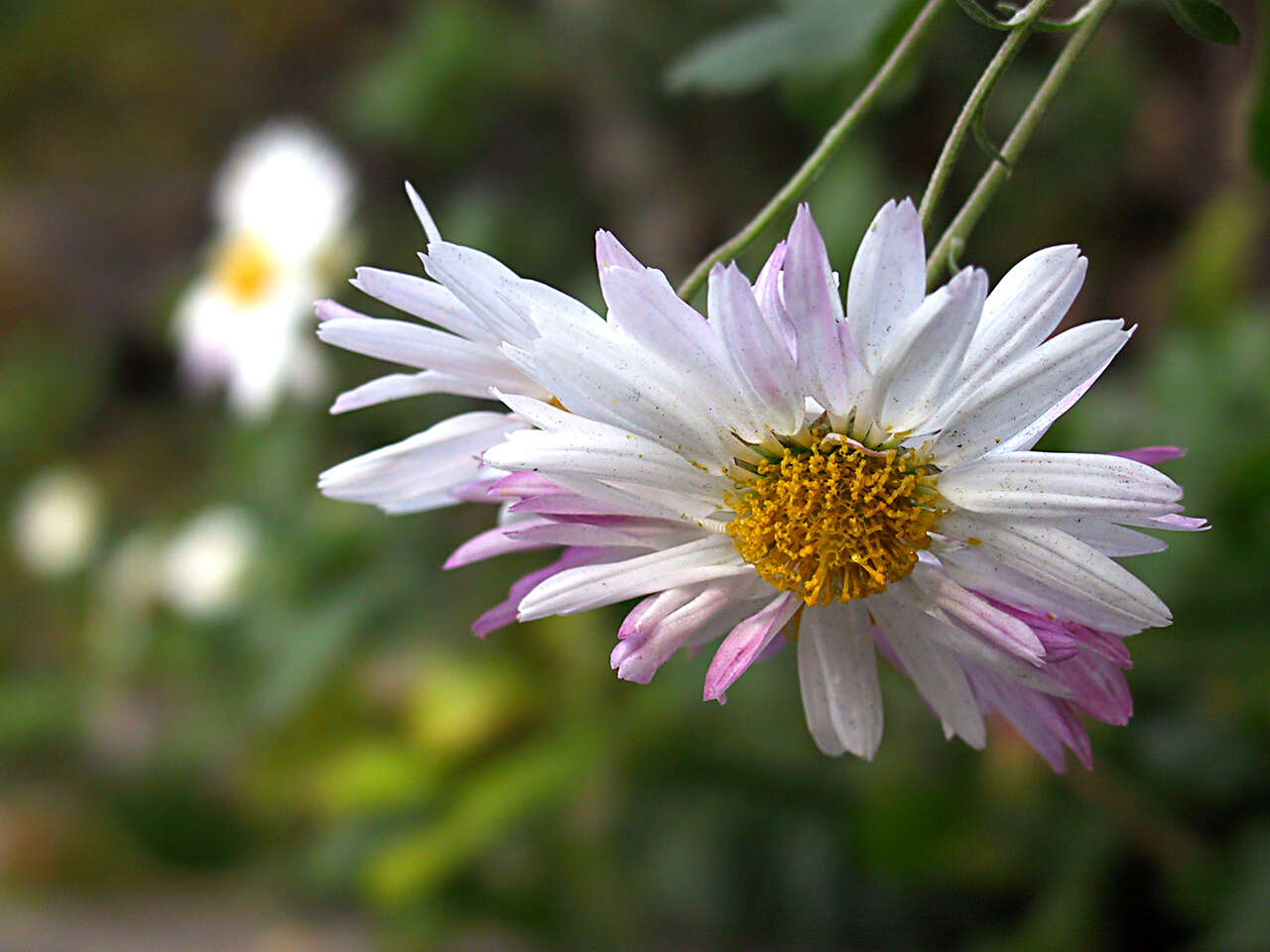 Image of florist's daisy