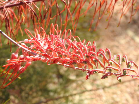 Image of Grevillea dryandri R. Br.