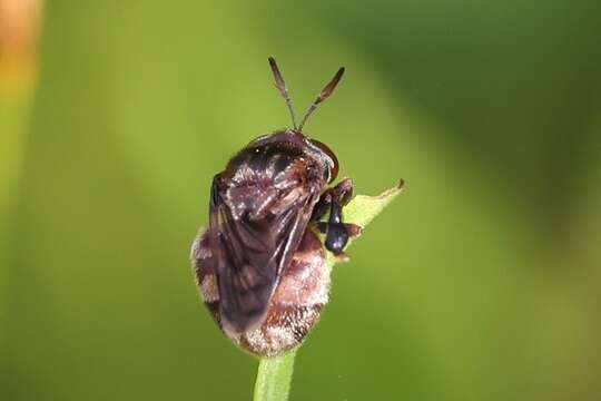 Imagem de Microdon globosus (Fabricius 1805)