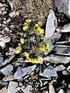 Image of yellow whitlow-grass