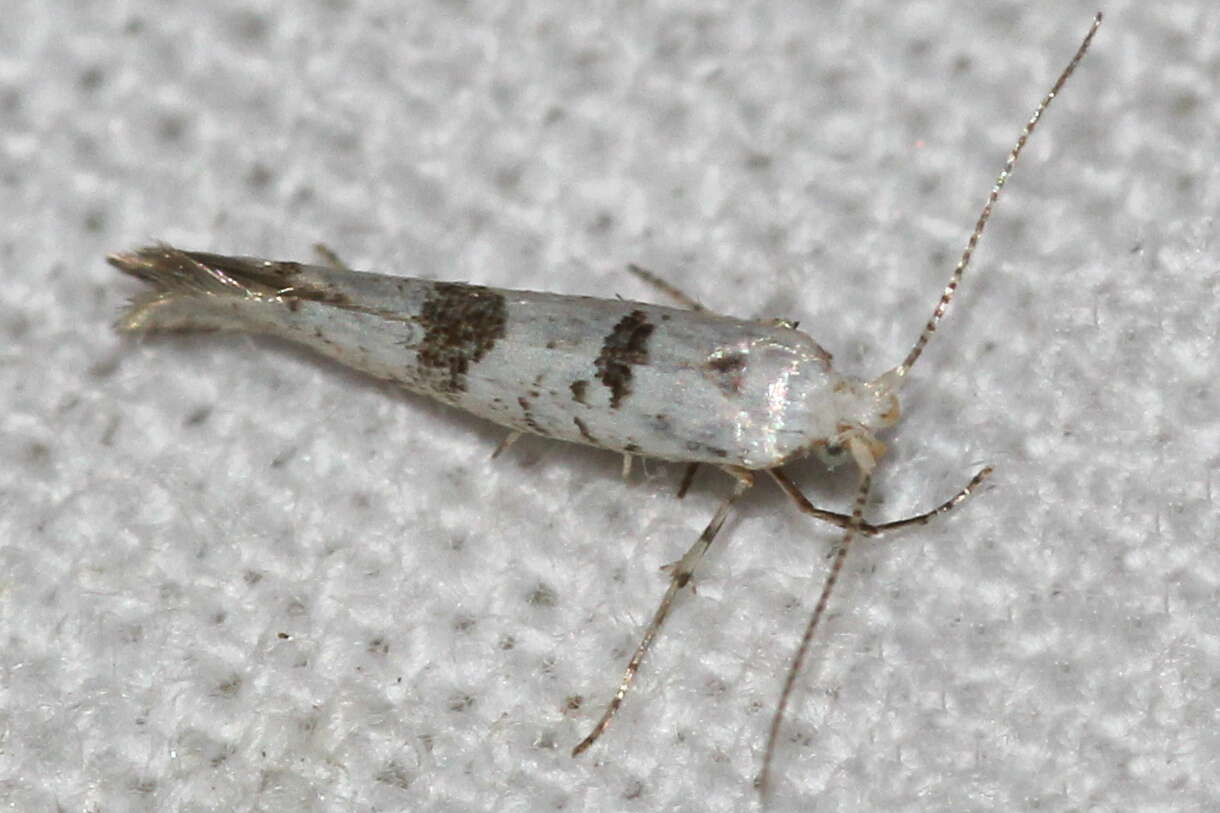 Image of Argyresthia curvella Linnaeus 1761