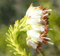 Image of Erica bruniifolia Salisb.