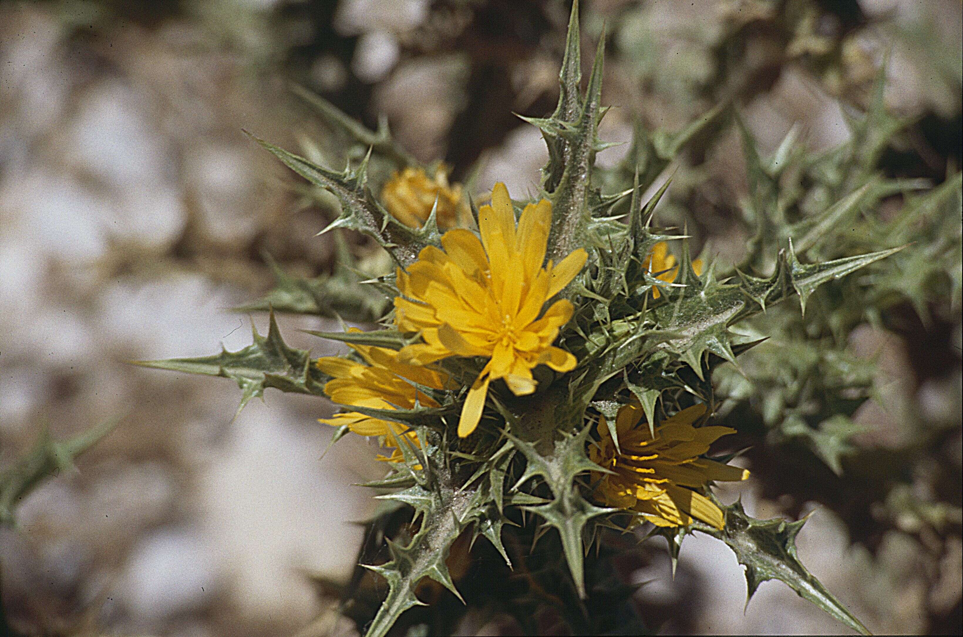 Image of spotted goldenthistle