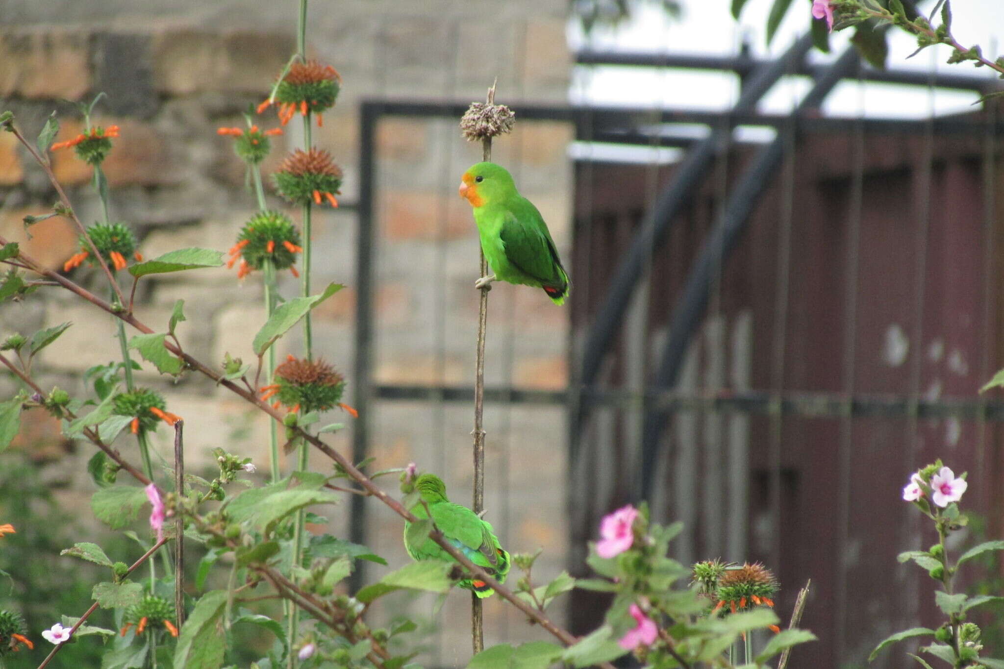 Image of Red-headed Lovebird