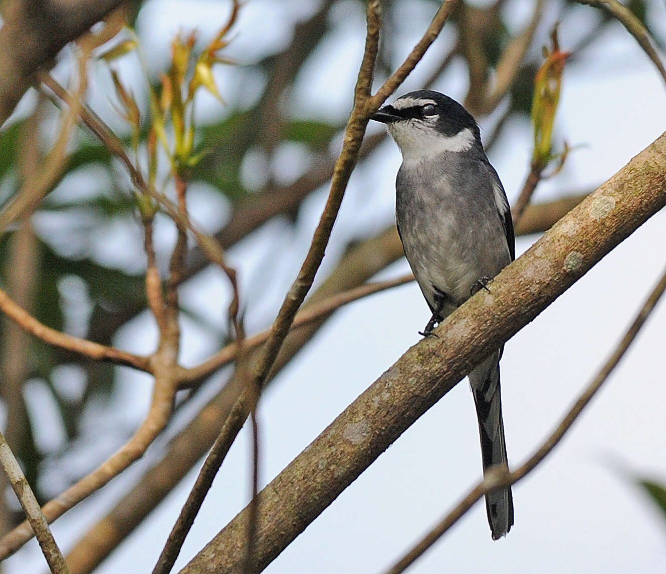 Image of Ryukyu Minivet