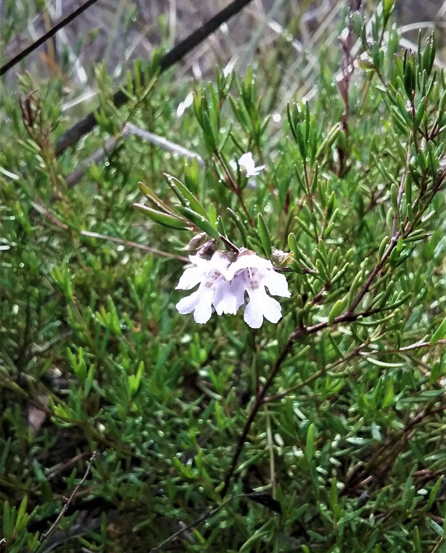 Image of Prostanthera saxicola R. Br.