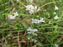 Image of squinancywort