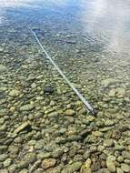 Image of Benham&#39;s streamerfish