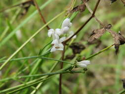 Image of squinancywort