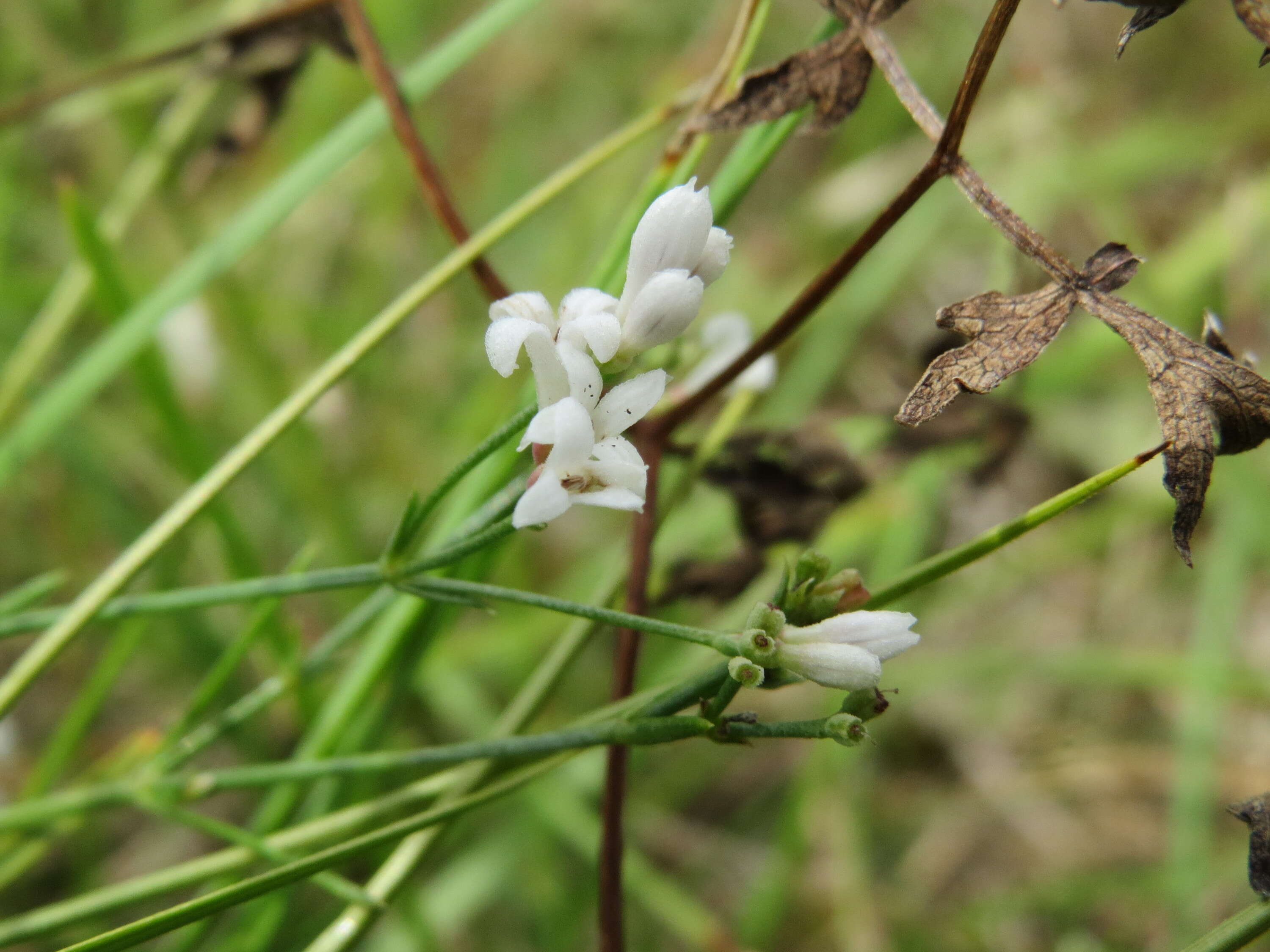 Image of squinancywort