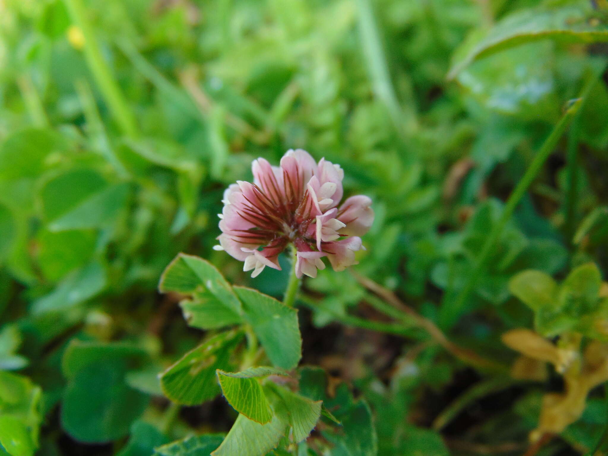 Image of Aztec Clover