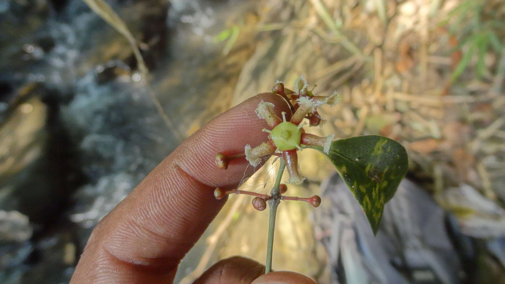 Sivun Euonymus indicus Heyne ex Roxb. kuva