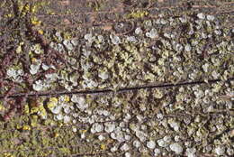 Image of Clam lichens