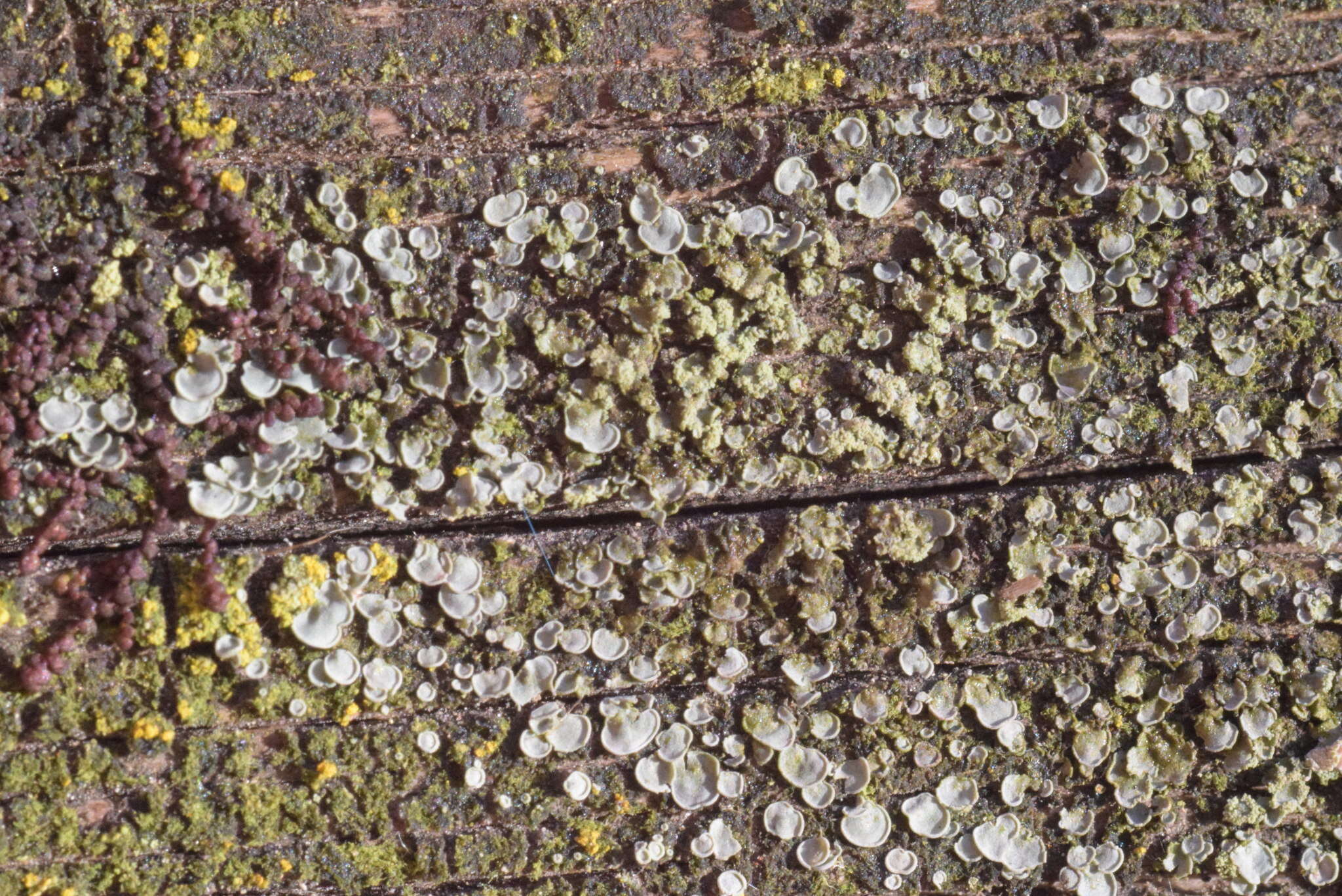 Image of Clam lichens