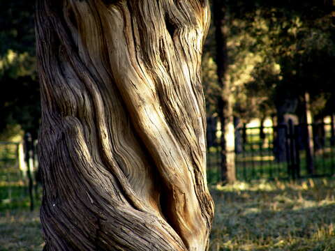 Image of Chinese Juniper